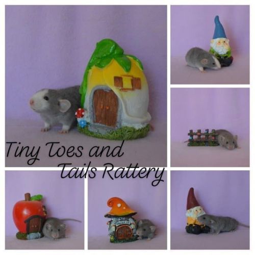 Adorable, friendly baby rats.