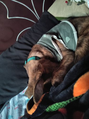 Jackson needs a Good home