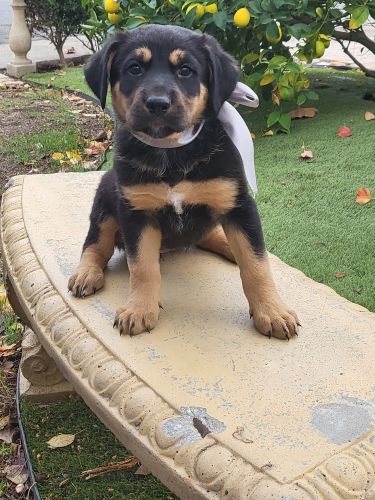 Sweet Soft Shepard Mix Puppies