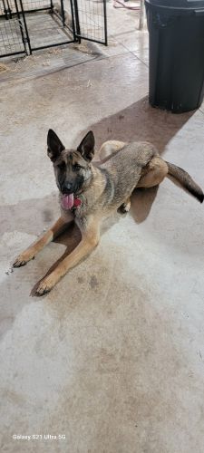 Rare German Dutch Shepherd