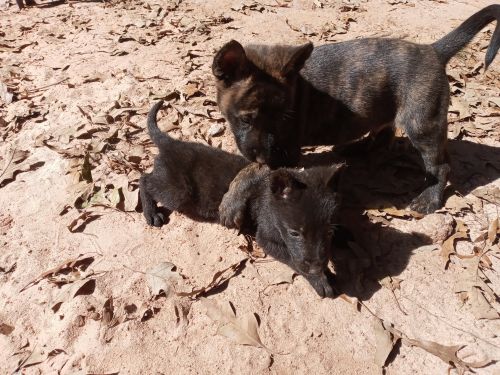 Dutch Shepherd Pups