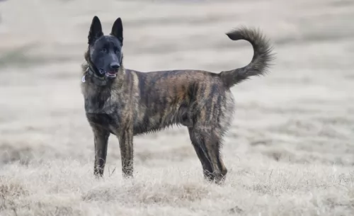 dutch shepherd dog - characteristics