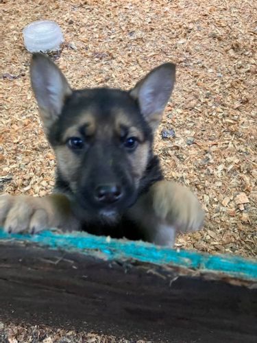 German shepherd puppies