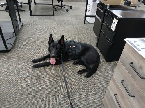 Trained Dog For Sale