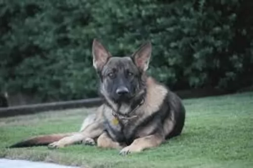 east german shepherd dog - characteristics