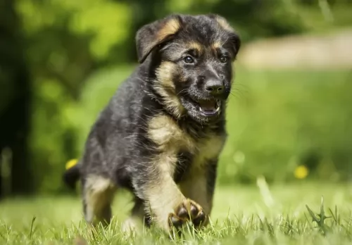 east german shepherd puppy - description