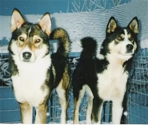 east siberian laika dogs - caring