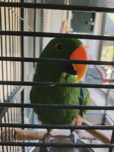 Eclectus Parrot