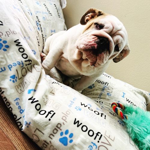 English Bulldog For Sale