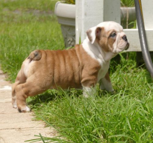 sincere English Bulldog Puppies