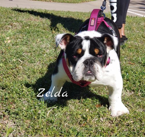 Black Tri English Bulldog