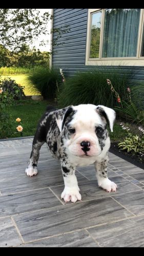 Male Merle Englisj Bulldog Puppy