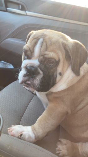 English bulldog for sale