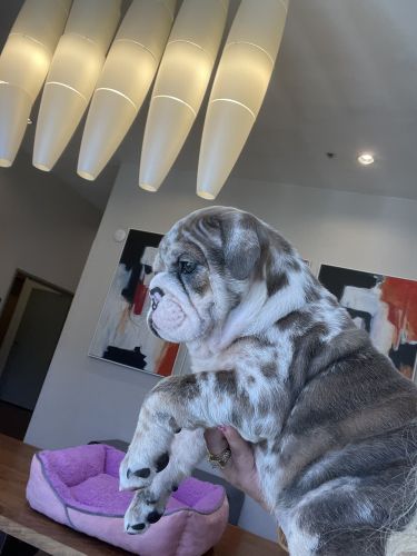 Blue Tri Merle Female