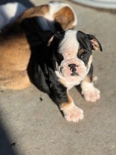 AKC English Bulldog