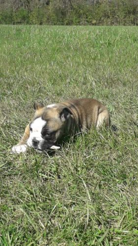 Handsome English Bulldog Puppy