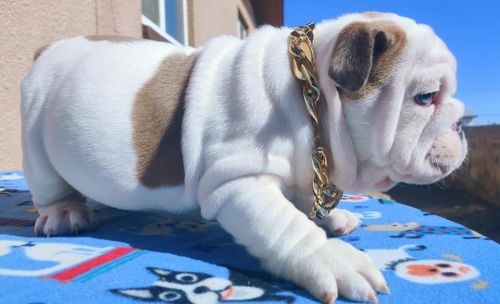 Affectionate English Bulldog Puppies