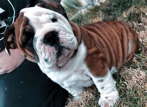 “Resurrection” English Bulldog