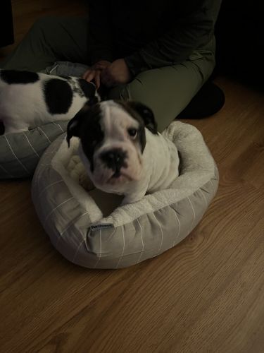 Two white English Bulldog sisters 9 weeks old