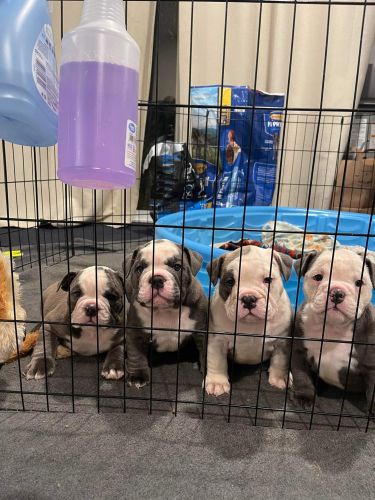 Bulldog puppies