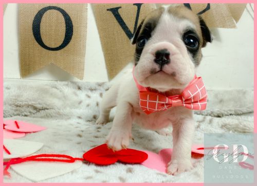 Tri Chocolate English Bulldog Puppies