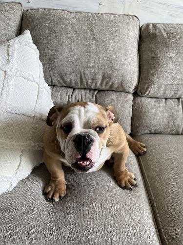 English bulldog male for sale