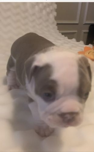 English Bulldog Pups