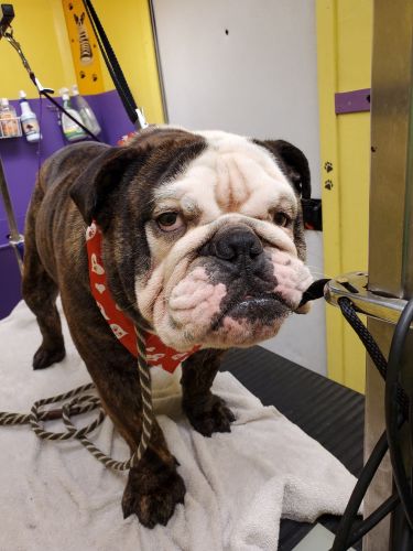 English Bulldog needs a new family