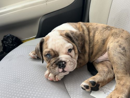 Akc Registered English Bulldog