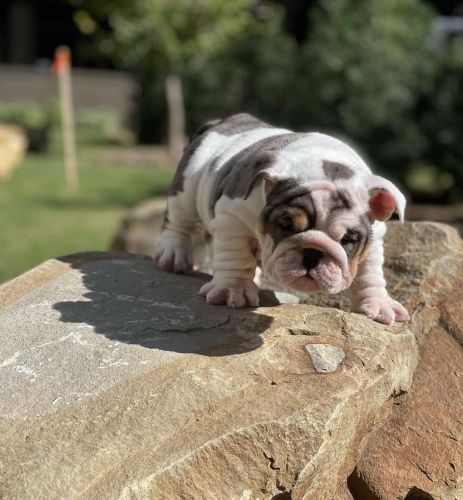 English Bulldog Puppies