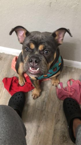 Violet~English bulldog