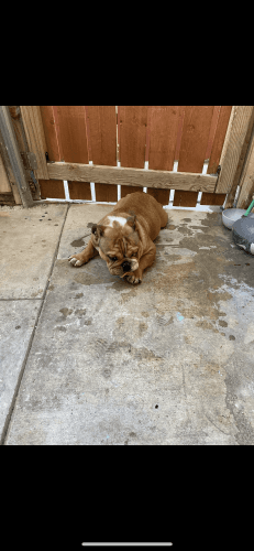 English bulldog (stud)