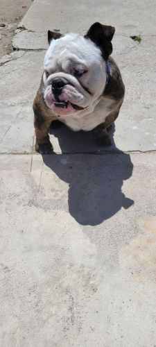 Blue eye merle english bulldog