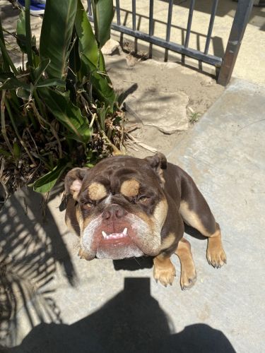 Re-homing chocolate tri