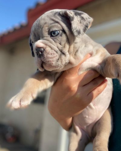 English Bulldog Puppies