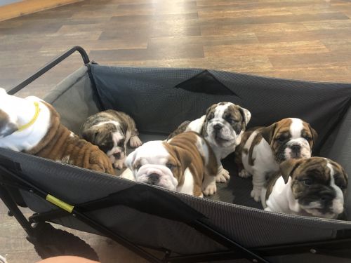 AKC ENGLISH BULLDOGS