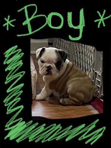 English Bulldog puppies