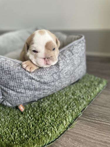 English Bulldog Puppies