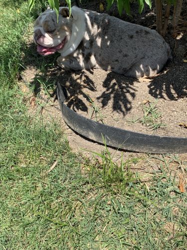 English Bull dog
