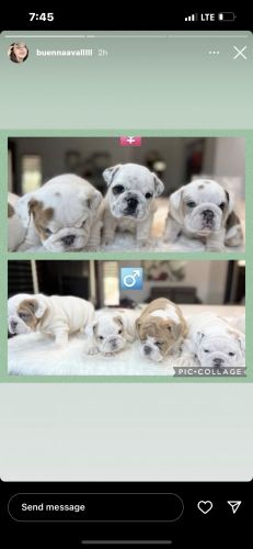 English bulldog Puppys