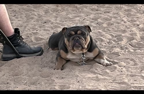 Balboa male English bulldog