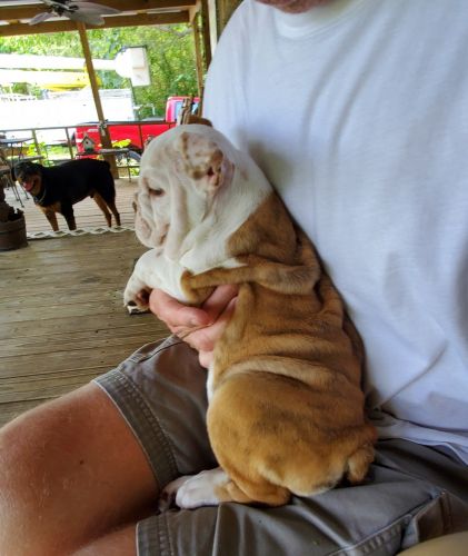 English bulldog 1 male born 4-17-2022 will $1000