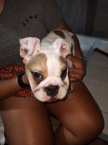 Pure English bulldog for sale