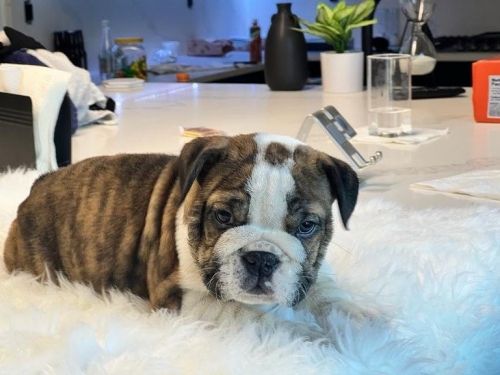 English bulldog