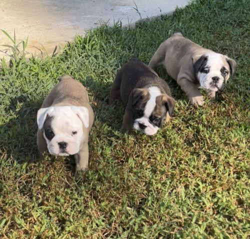 AKC English Bulldog