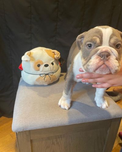 12 Week old English Bulldog