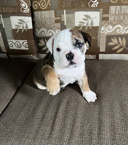 English Bulldog