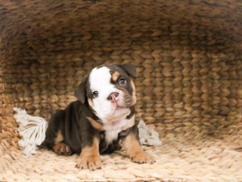 English Bulldog Puppy