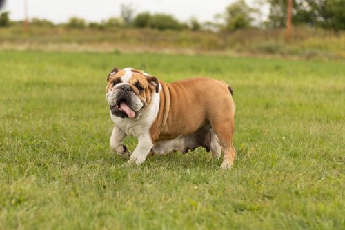 English Bulldog Female (Rehoming fee)