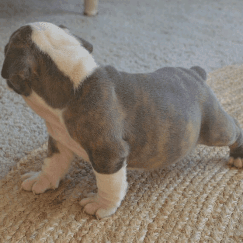 English Bulldog Puppies for Adoption